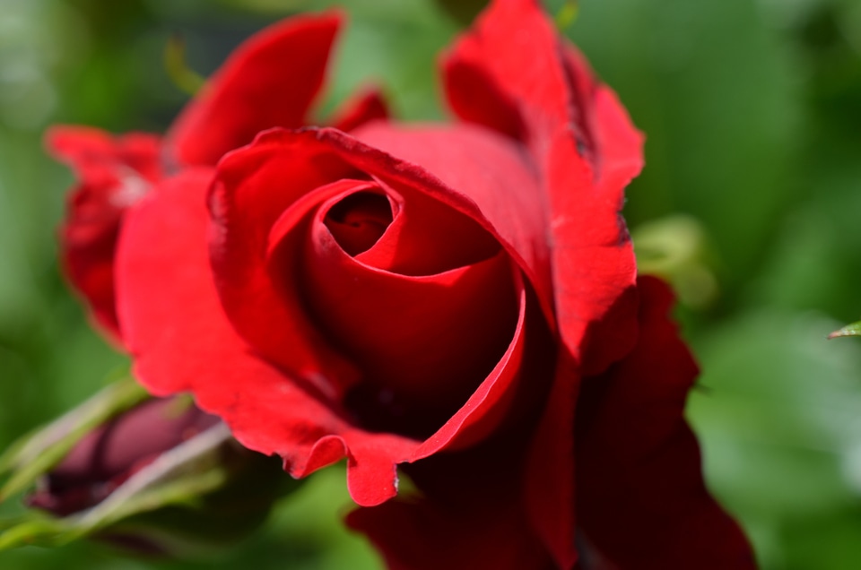 Bloom flower red rose
