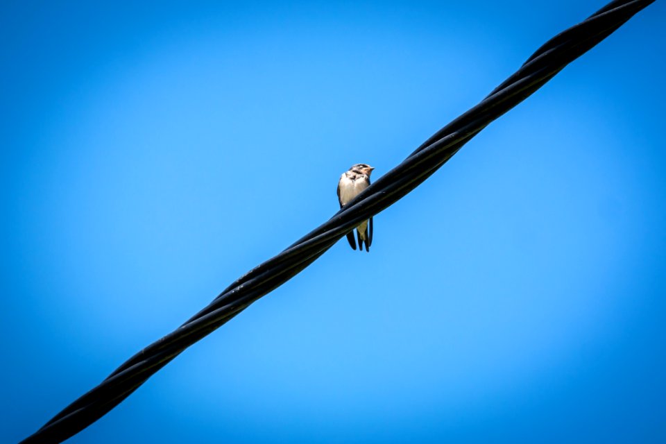 White Bird On Black Electricity Wire photo