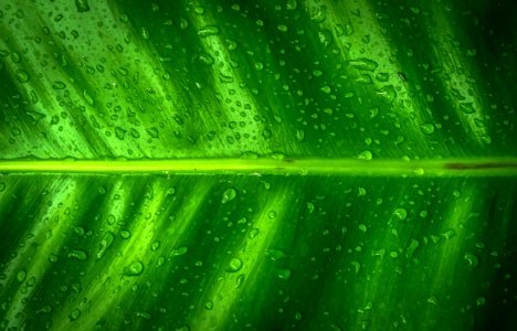 Close-up Dew Green photo