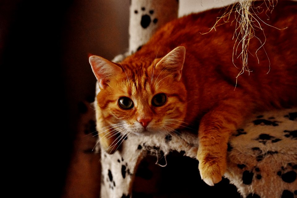 Adorable Animal Cat