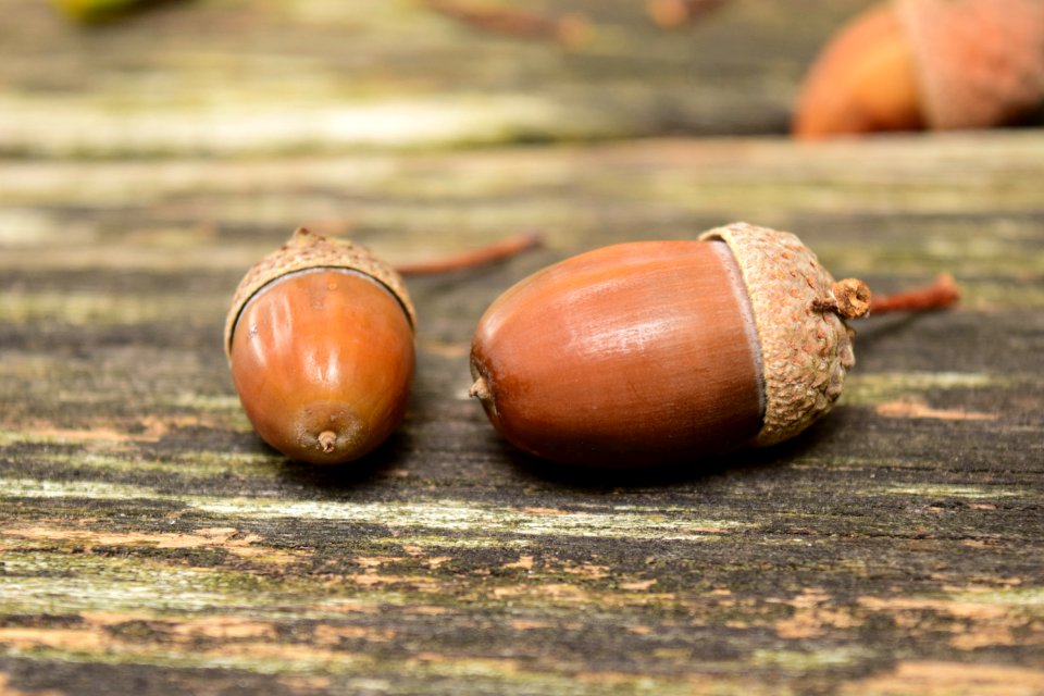 Acorns Autumn Background