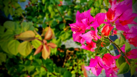 Beautiful Bloom Blooming