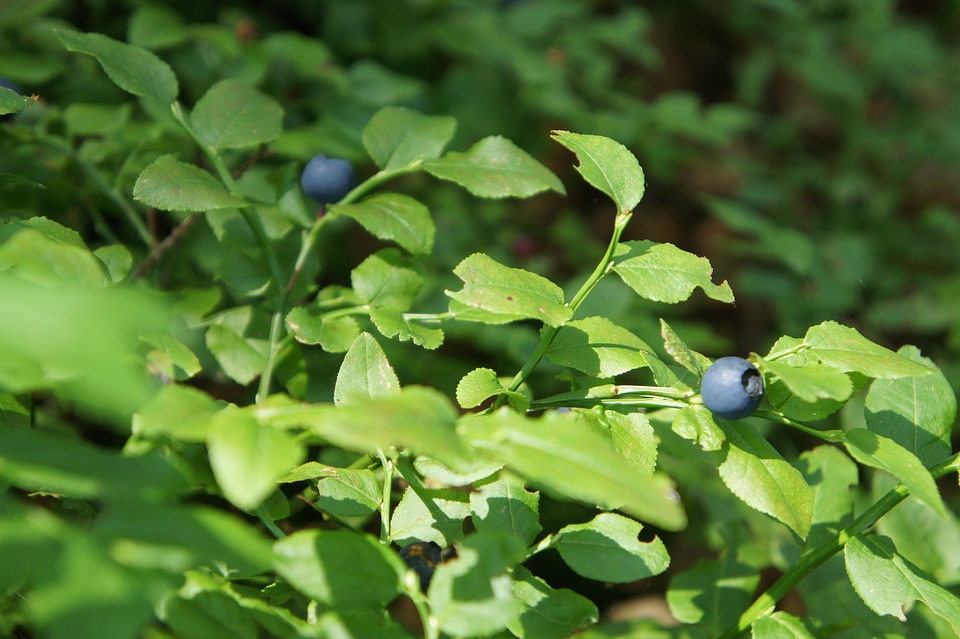 Berry green blue