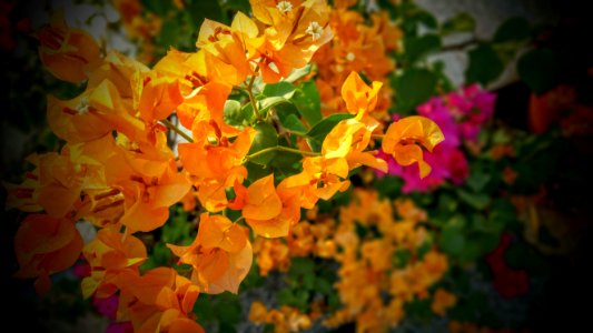 Beautiful Bloom Blooming