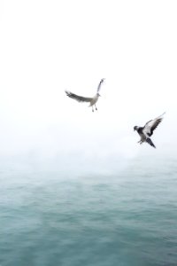 Pigeon And Seagull Flying Above Body Of Water