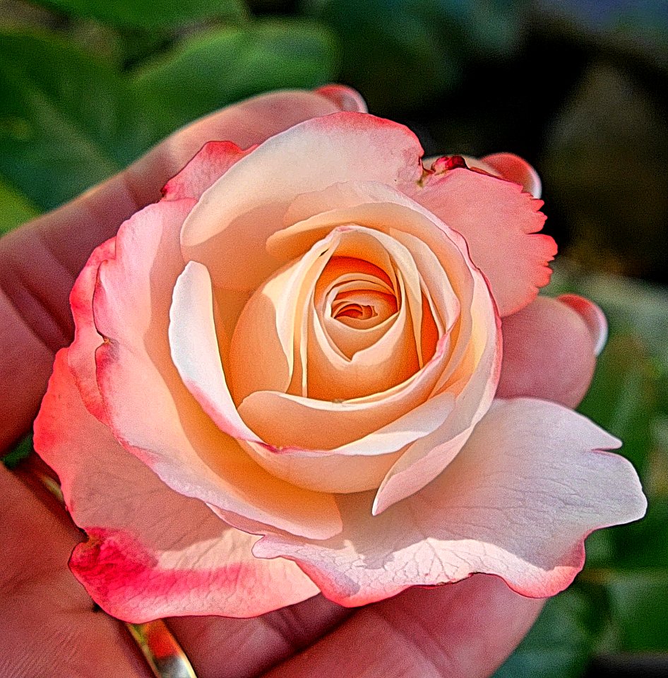White And Red Petal Rose