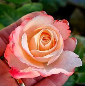 White And Red Petal Rose