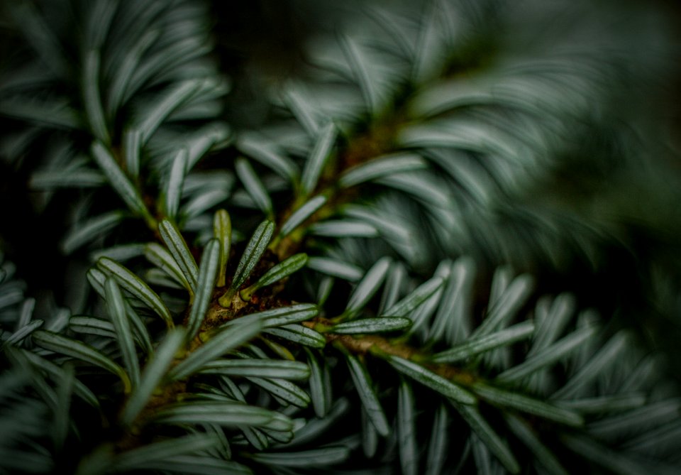 Abstract Blur Branch
