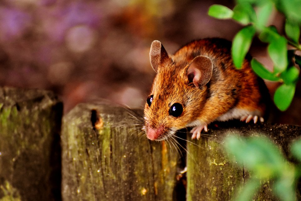 Brown Rodent On Gray Fence Beside Green Leaved Plants Under Sunny Sky
