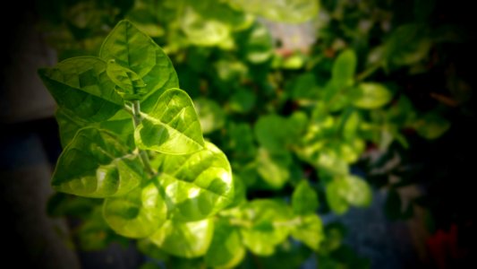 Agriculture Close-up Depth