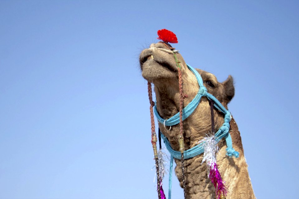 Accessories Animal Arabian