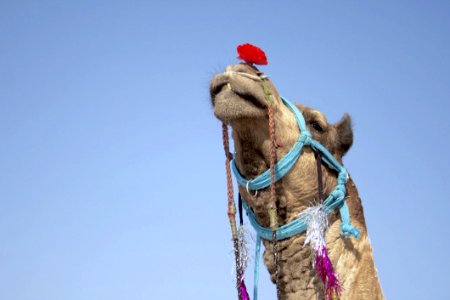 Accessories Animal Arabian