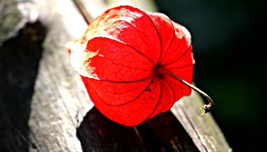 Red Flower On Gray Wooden Plank photo