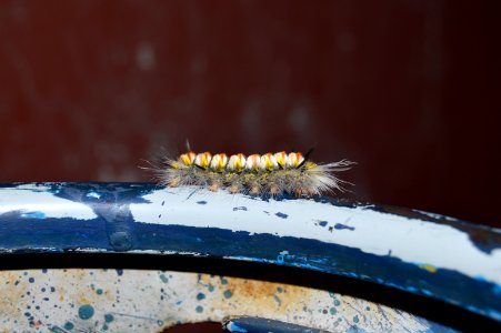Butterfly Caterpillar Hairy photo