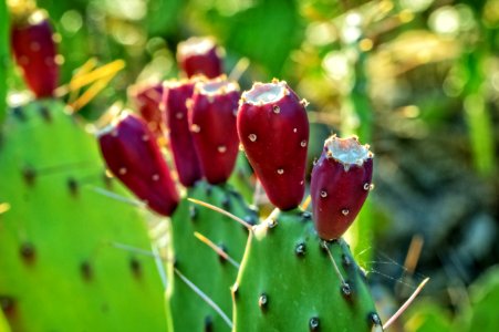 Blur Botanical Cacti