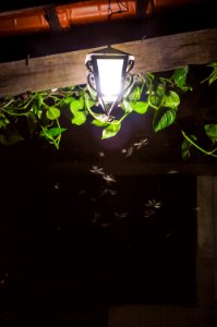 Bugs Colors Decoration