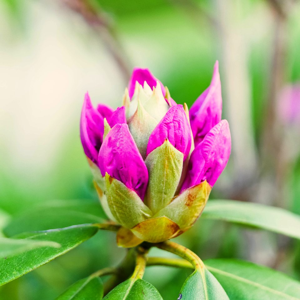 Bloom Blooming Blossom