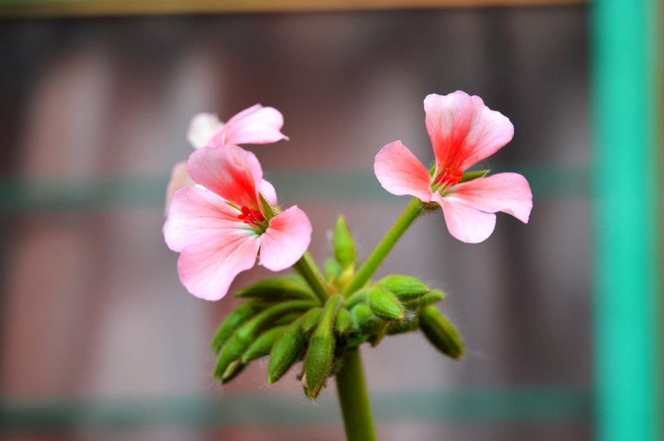 Bloom Blossom Close-up