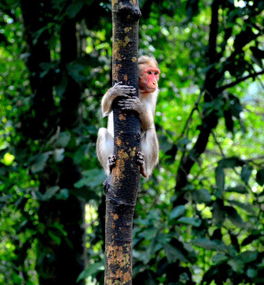 Shallow Focus Photography Of Monkey On Tree