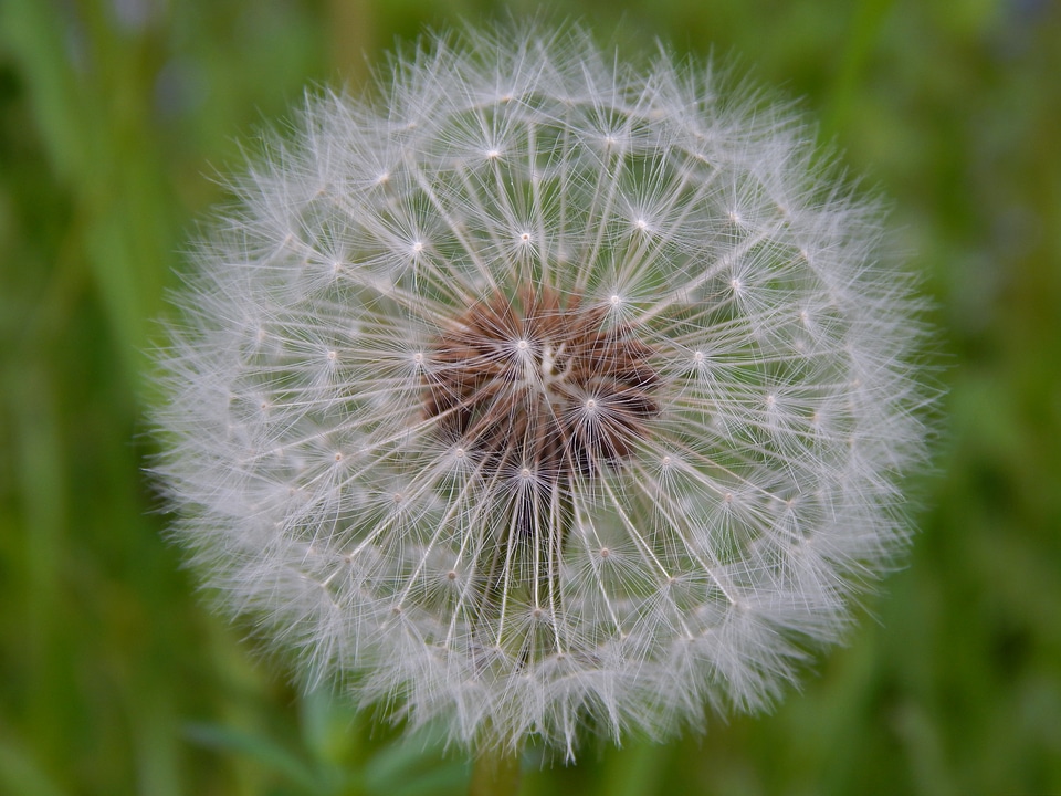 Blossom bloom seeds