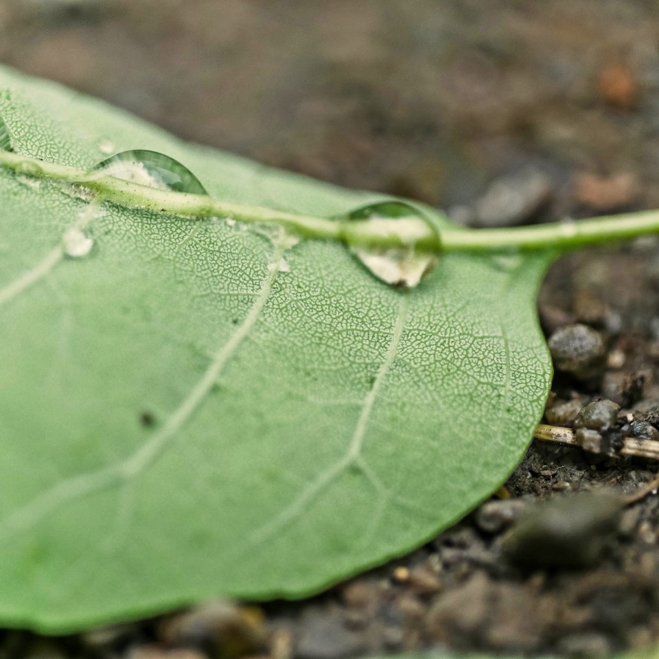 Close-up Dew Droplets