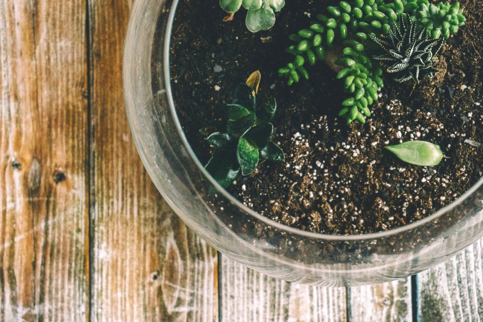 Botanical Glass Growth