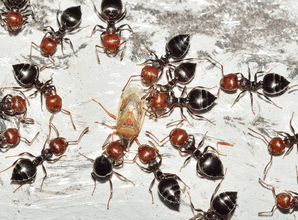 Crematogaster scutellaris attack