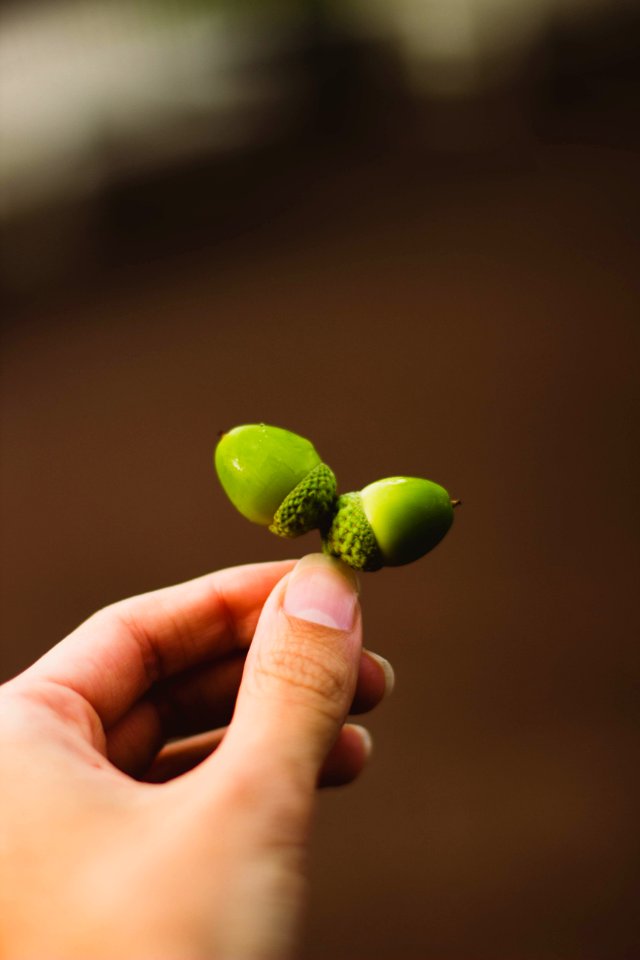 Acorns Close -up