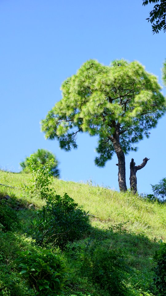 Blue Sky Bright