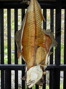 Iceland fish dried photo