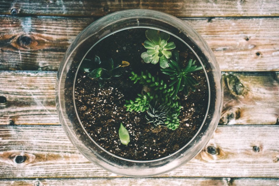 Botanical Decor Design