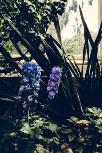 Bloom Blooming Blossom