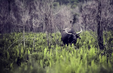 Animal Buffalo Countryside