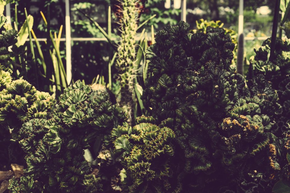 Environment Fresh Garden