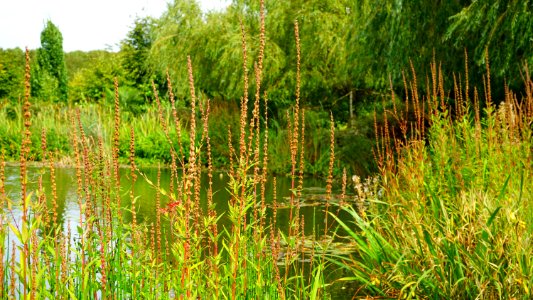 Bush Environment Foliage