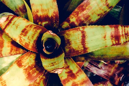 Botanical Environment Growth