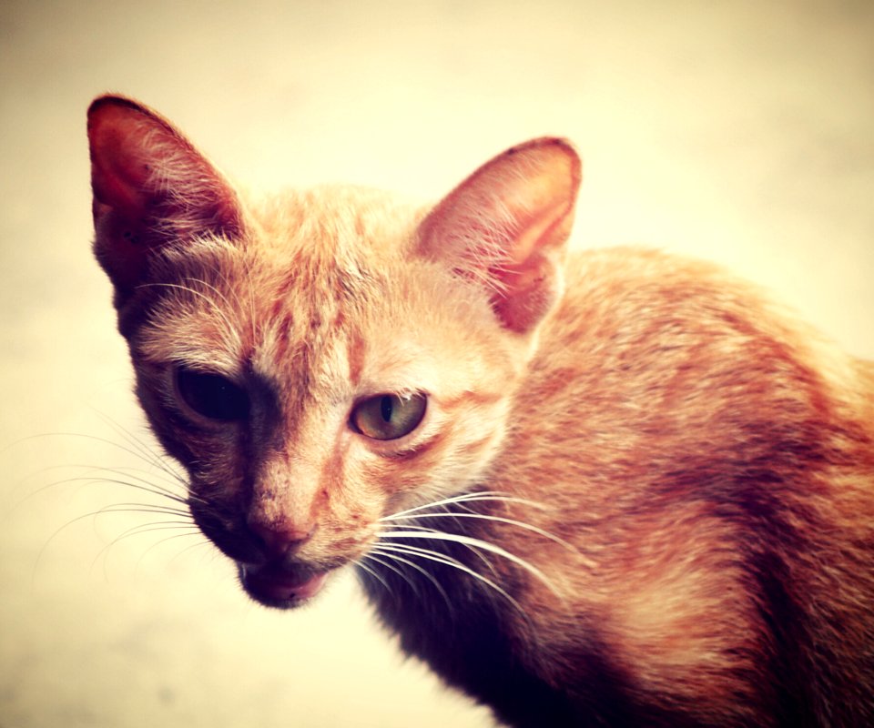 Animal Photography Background