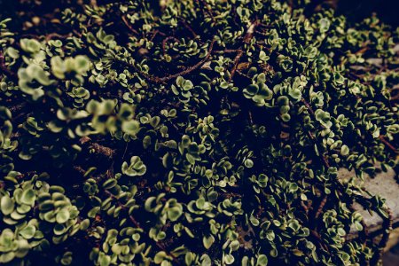 Blur Botanical Close-up photo