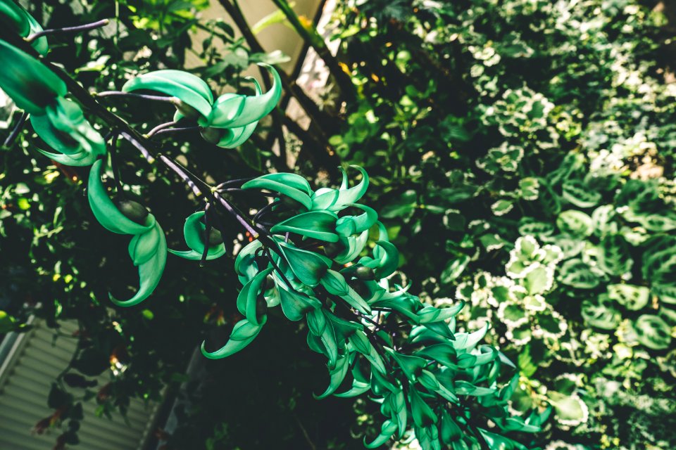 Blur Botanical Branches
