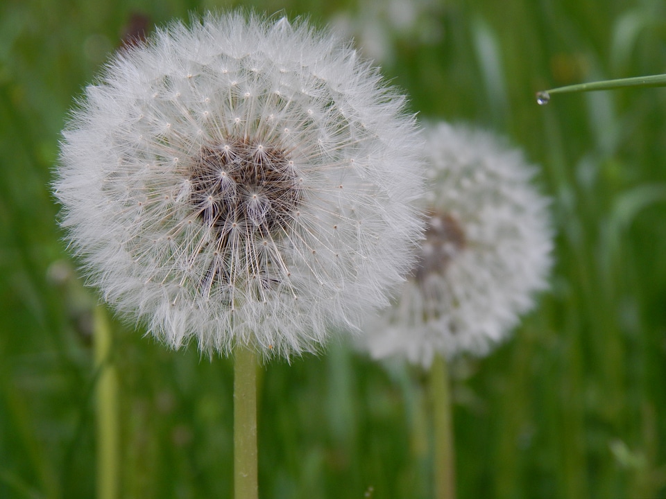 Blossom bloom seeds