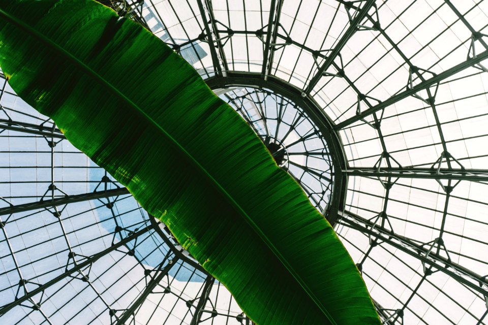 Architecture Banana Leaf