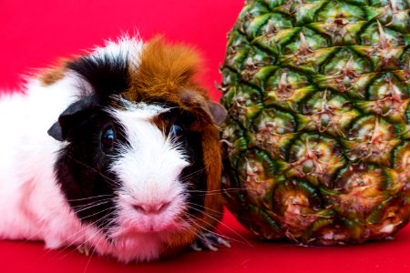 Adorable Animal Breed