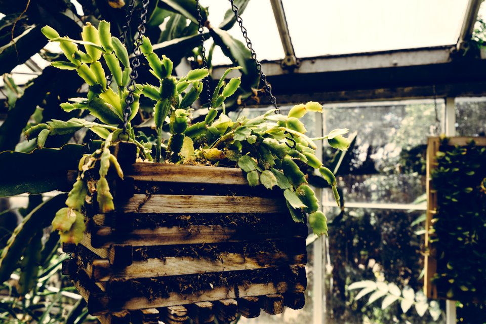 Agriculture Botanical Color