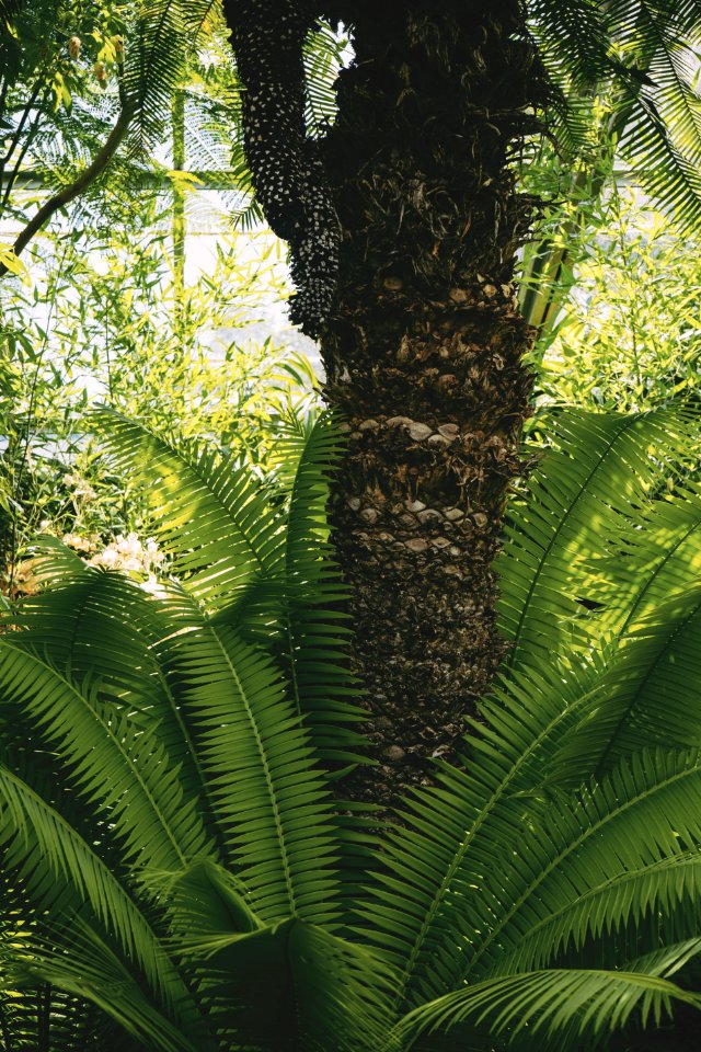 Botanical Daylight Environment