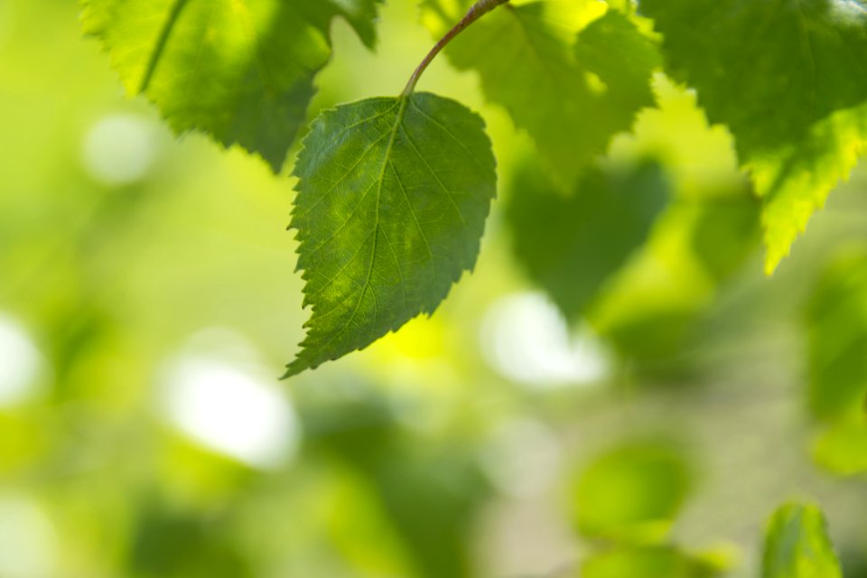 Abstract Background Beautiful