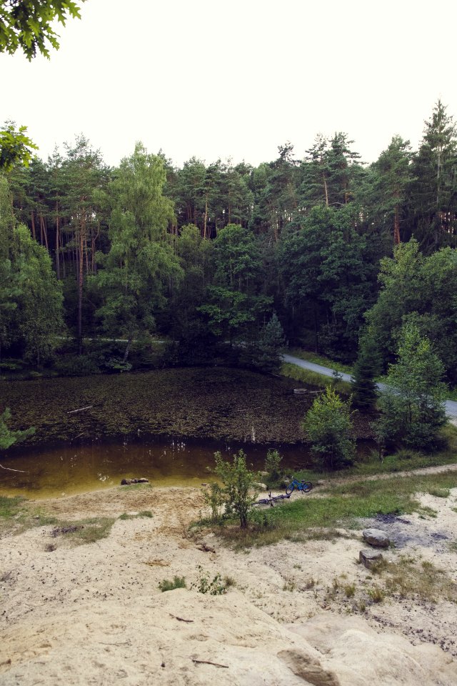 Environment Evergreen Forest