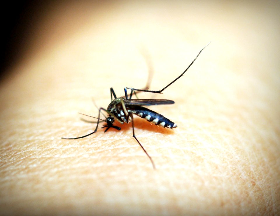 Animal Antenna Biology