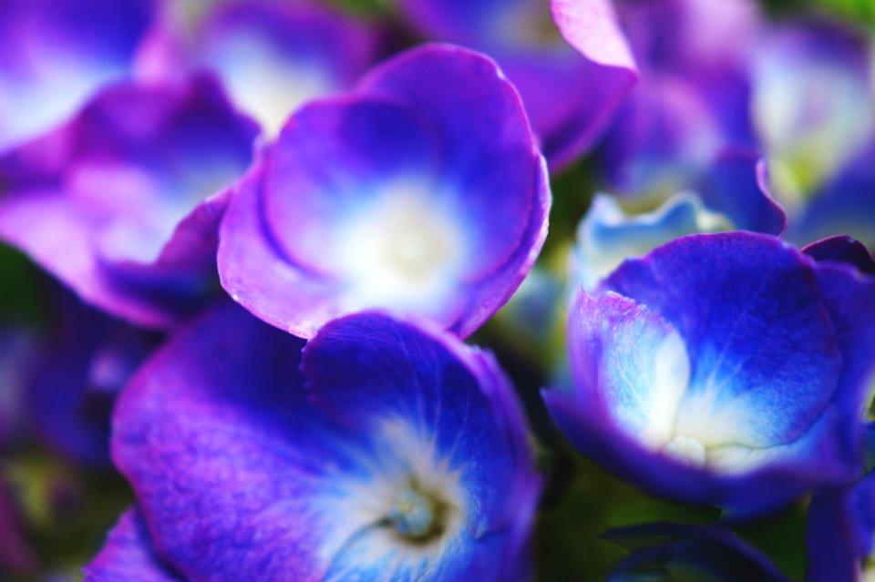Beautiful Bloom Blooming