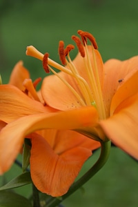 Orange pistil flower photo