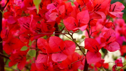 Beautiful Flowers Blooming